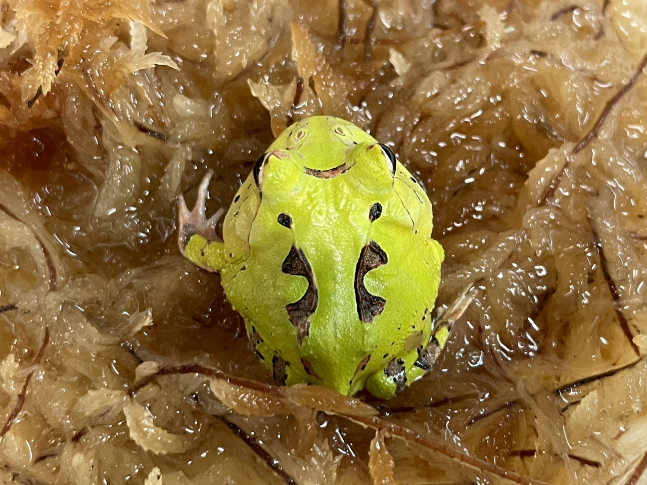アマゾンツノガエル カエル図鑑
