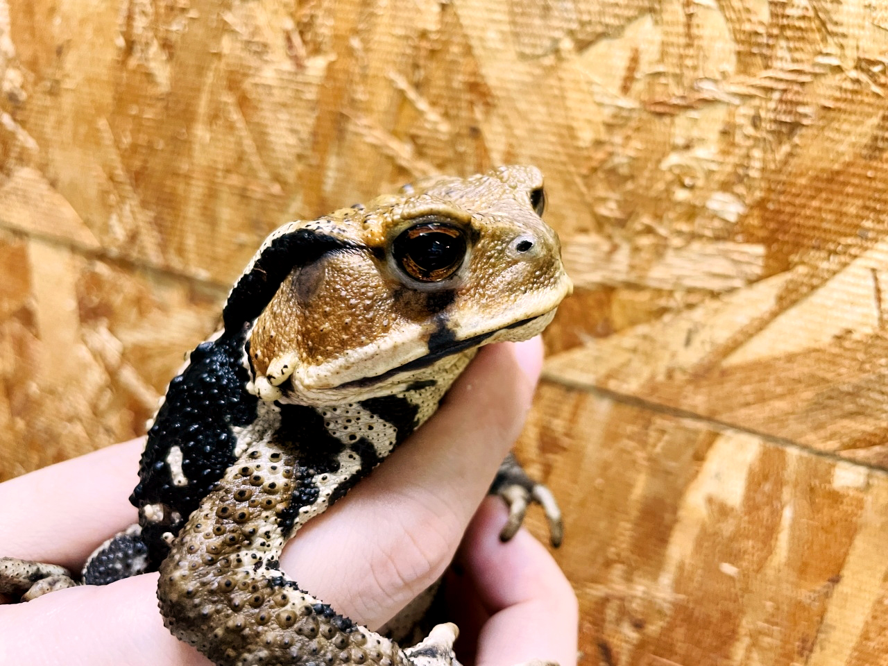 ニホンヒキガエル(6)