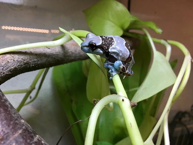 ミルキーフロッグ(9)