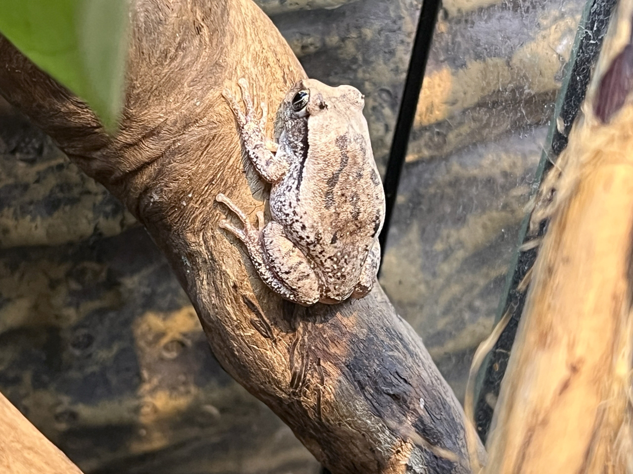 ヴィリディスオオクサガエル(2)