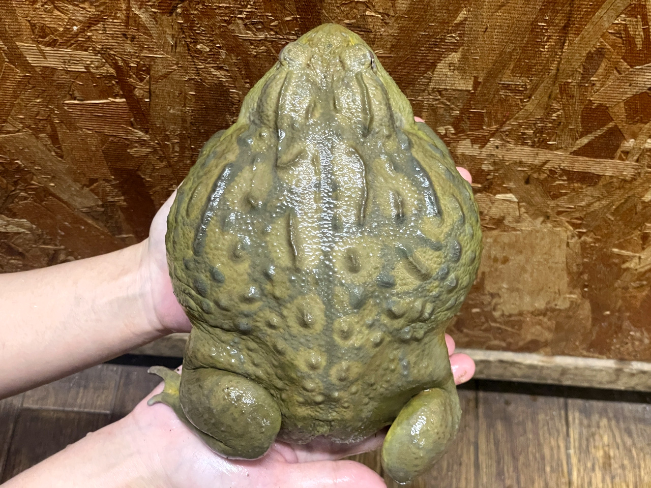 アフリカウシガエル(5)