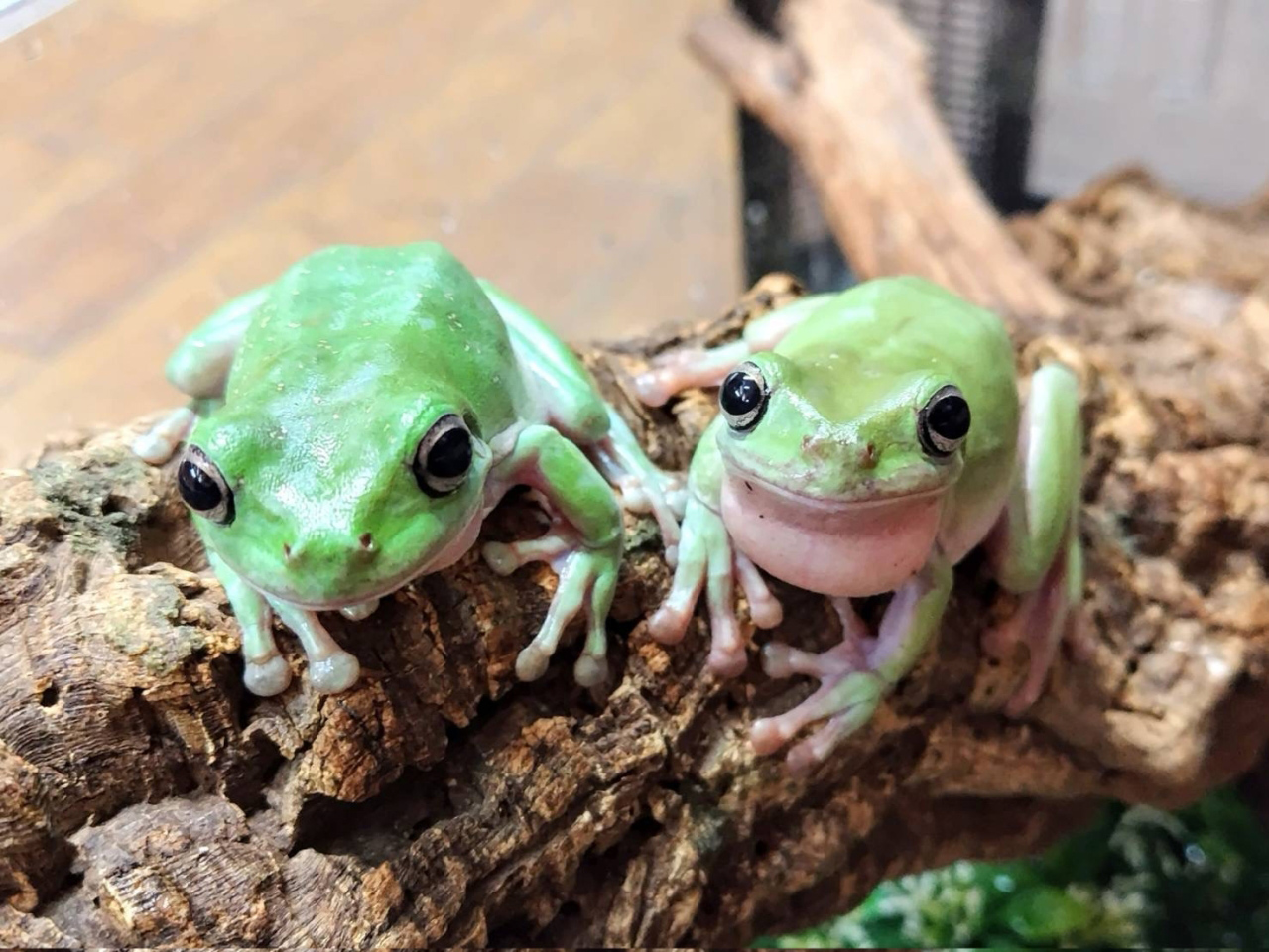 イエアメガエル(8)