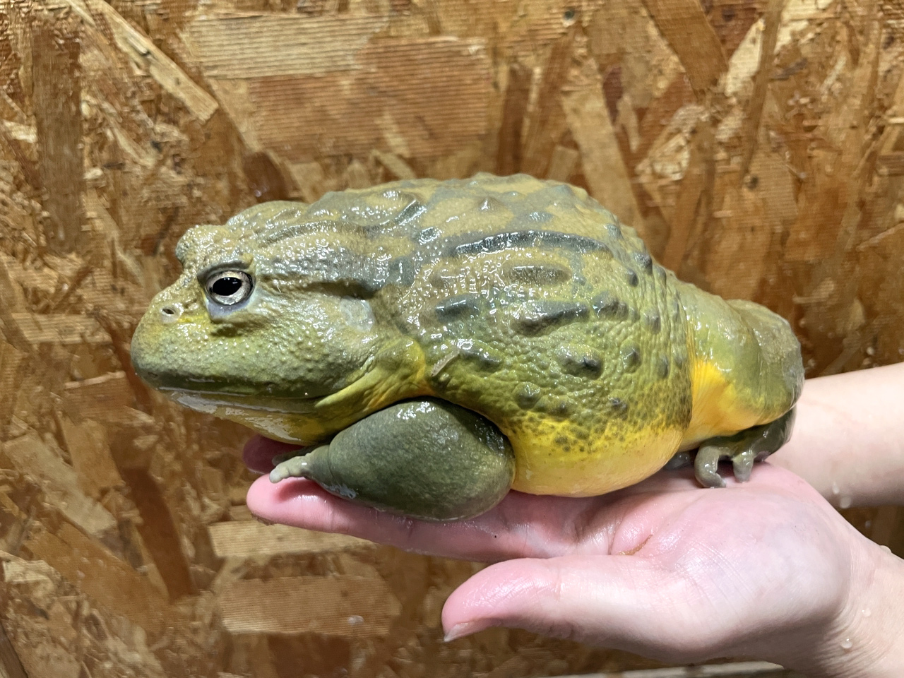 アフリカウシガエル(2)