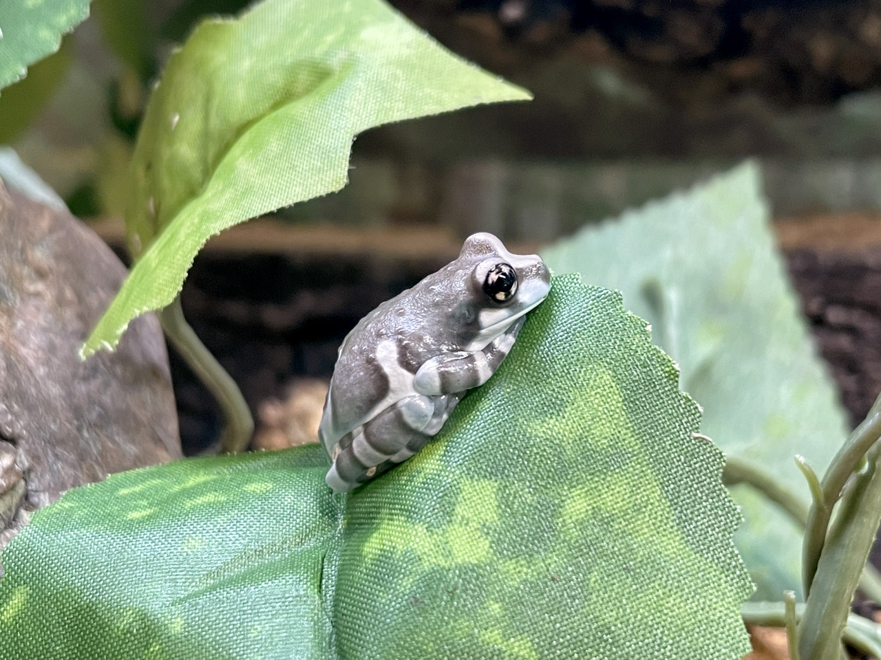 ミルキーフロッグ(3)