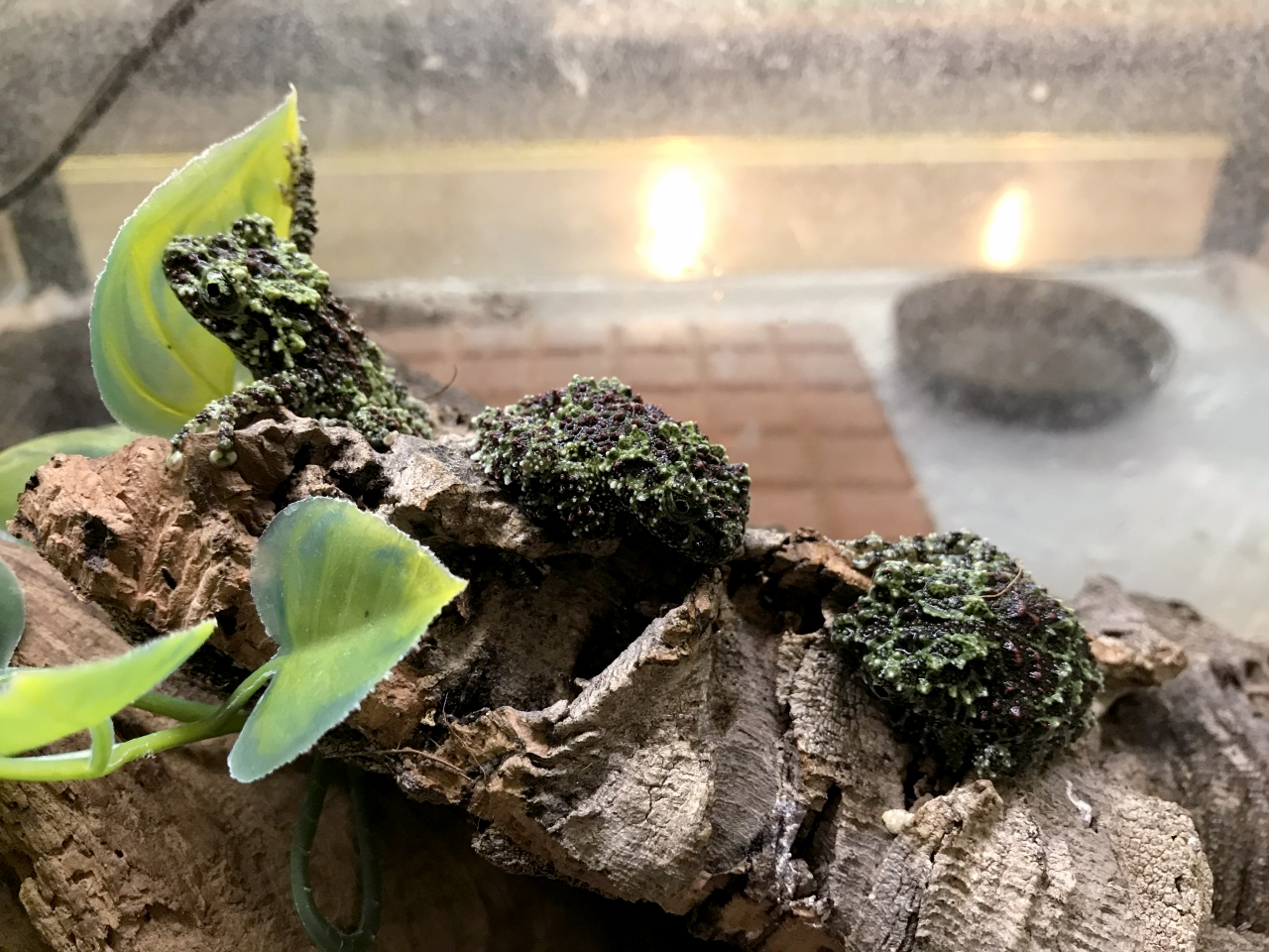 ベトナムモッシーフロッグ(3)