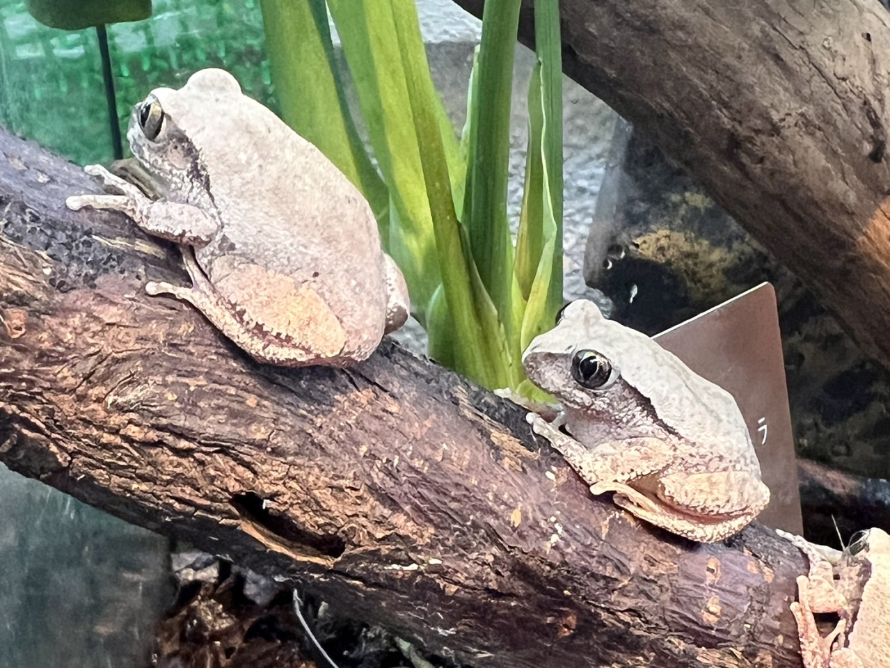 ヴィリディスオオクサガエル(1)