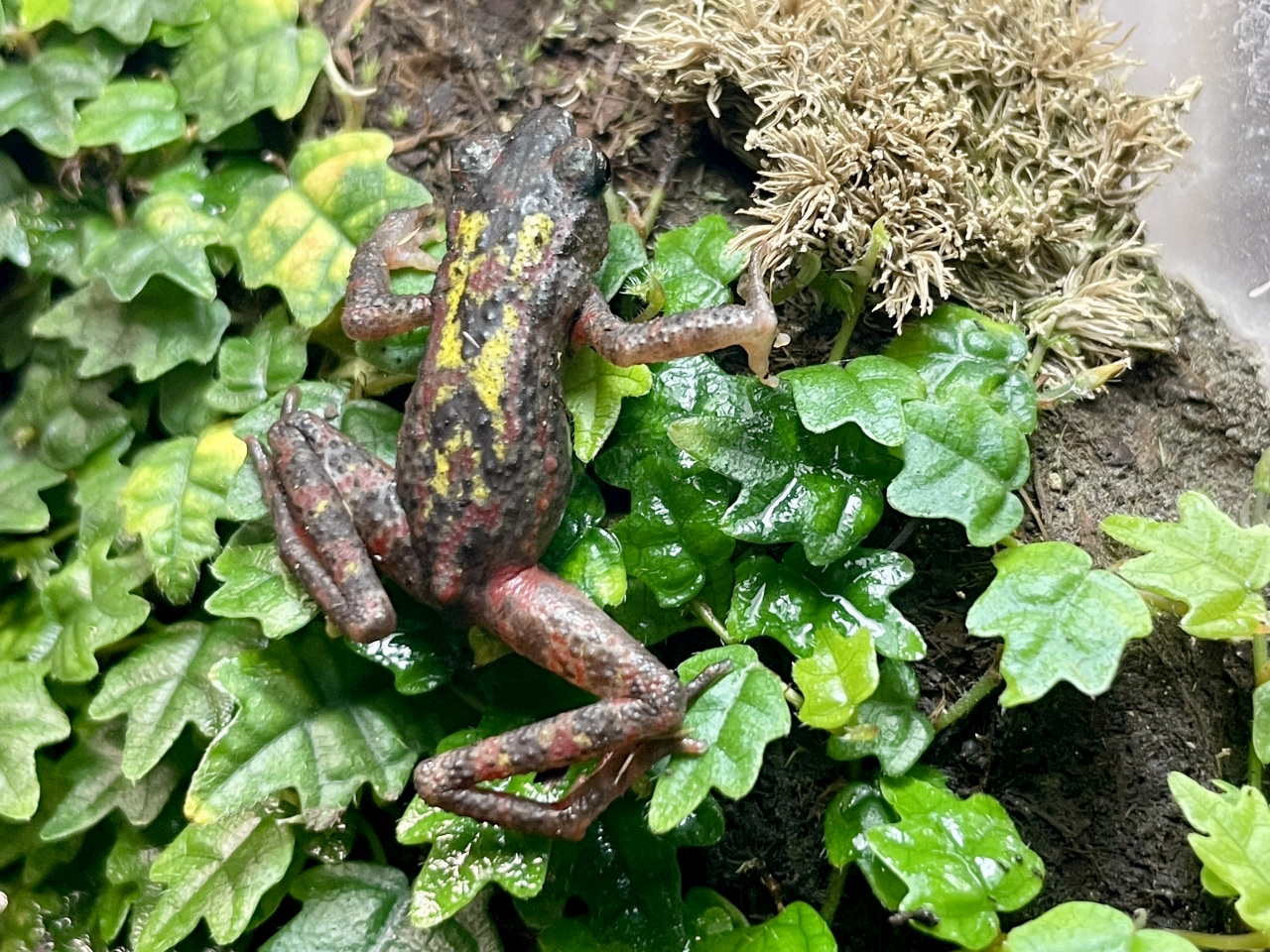 チシブキホソヒキガエル(2)