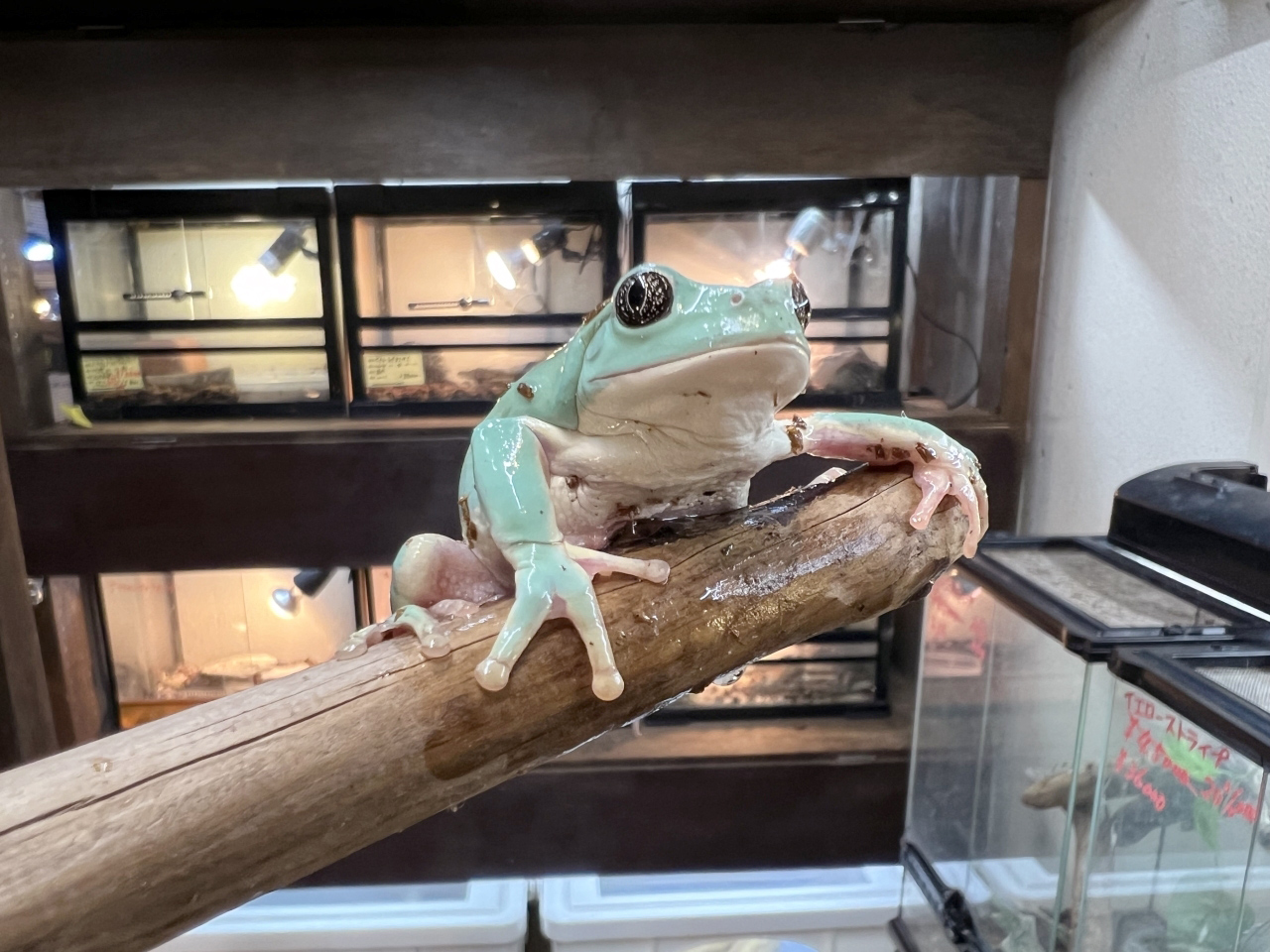 メキシコフトアマガエル(4)