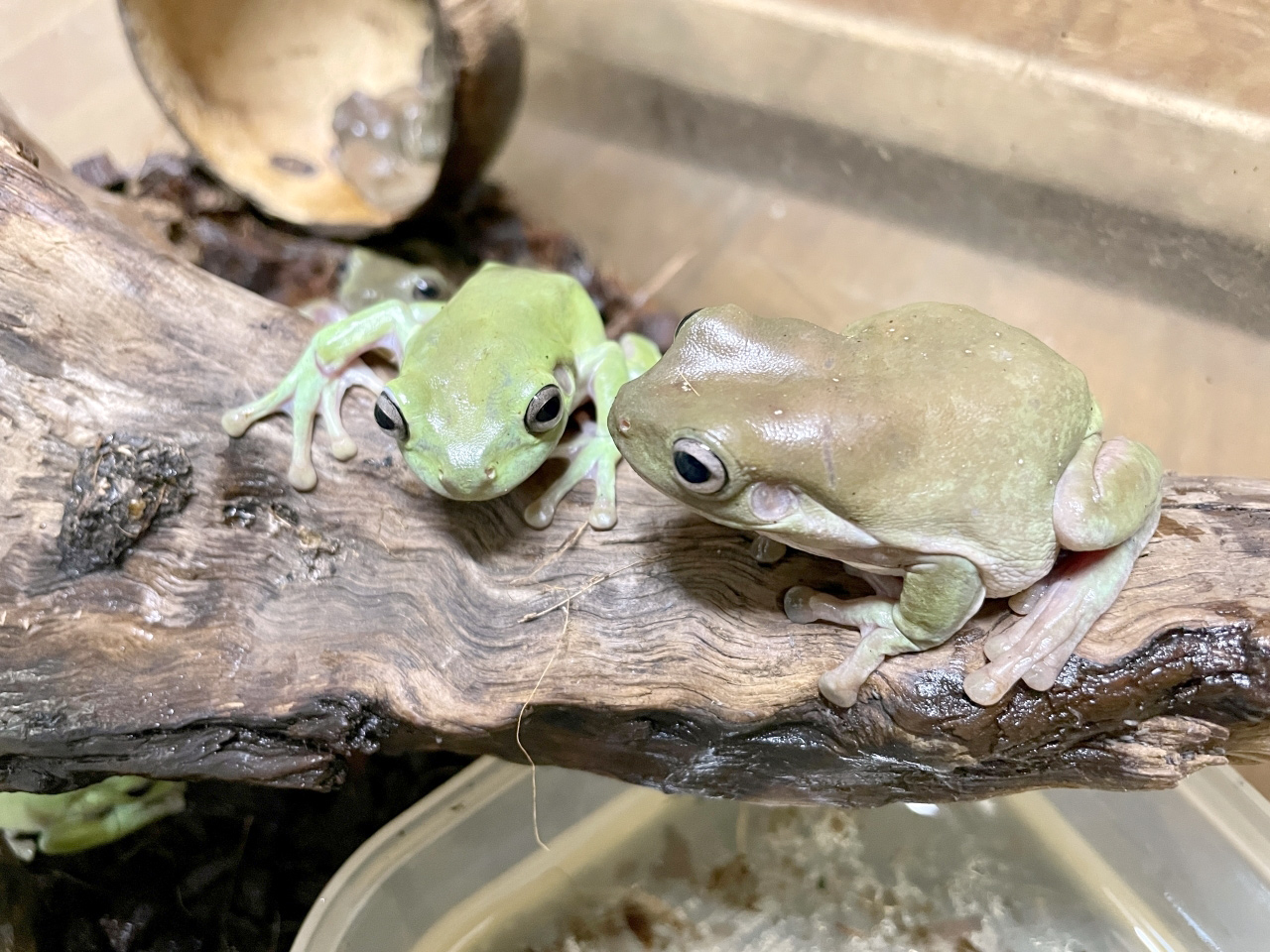 イエアメガエル(6)