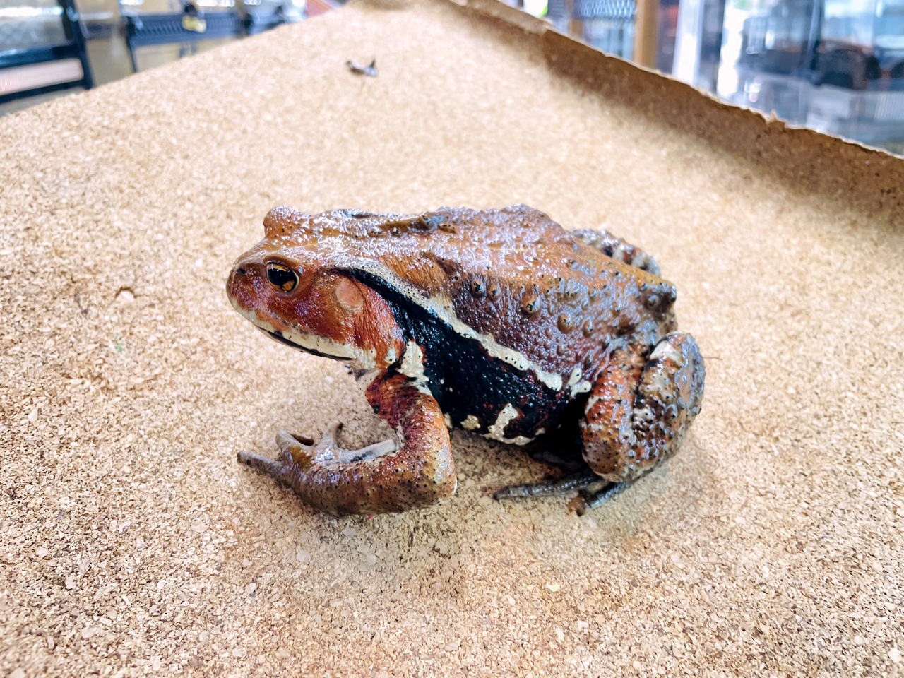 ニホンヒキガエル(4)