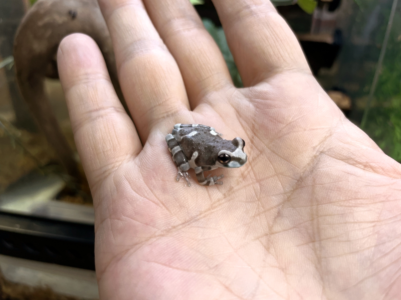 ミルキーフロッグ(4)