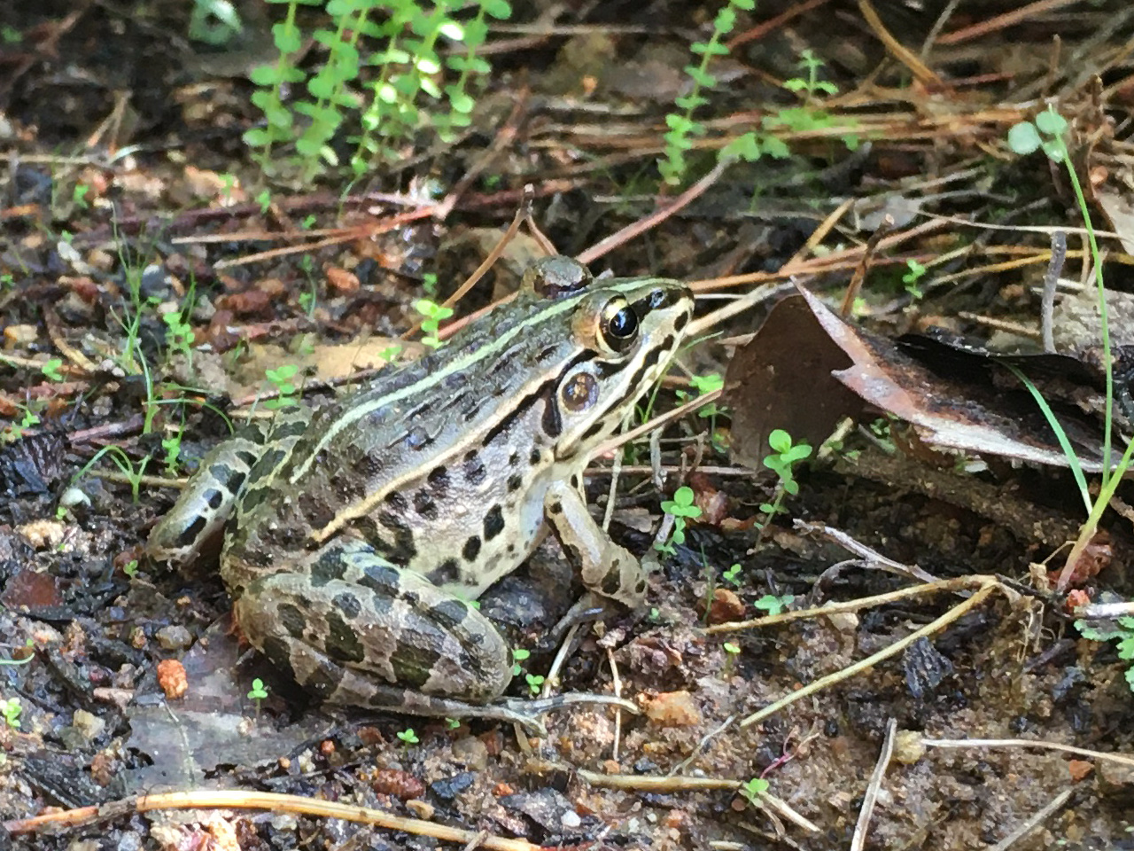 トノサマガエル(2)