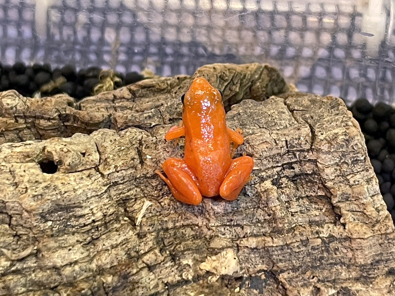 ゴールデンマンテラ(2)