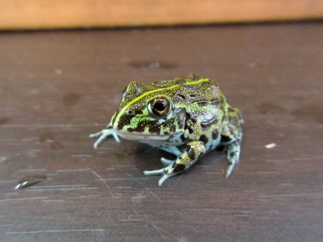 アフリカウシガエル(10)