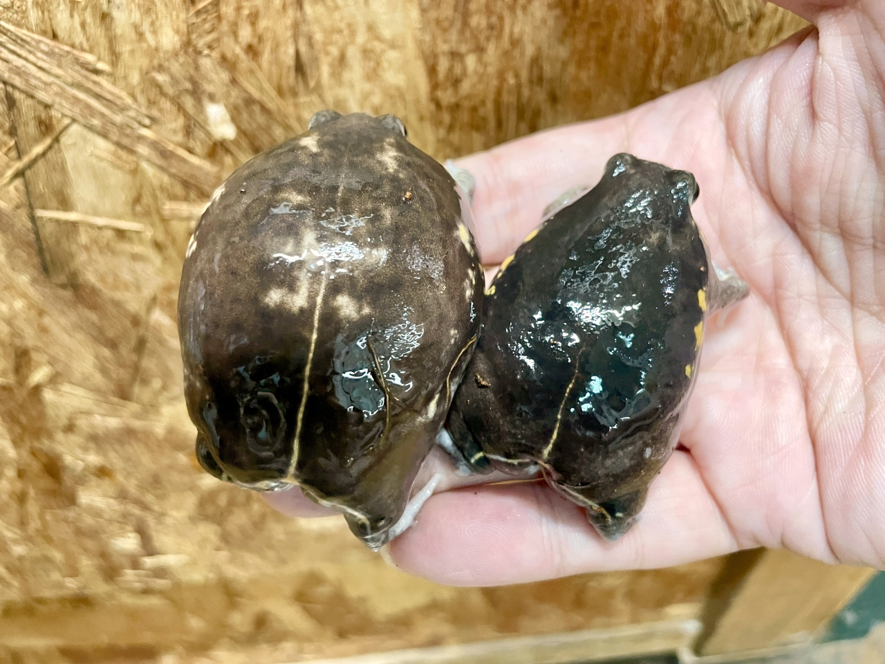 パワーズフクラガエル(3)