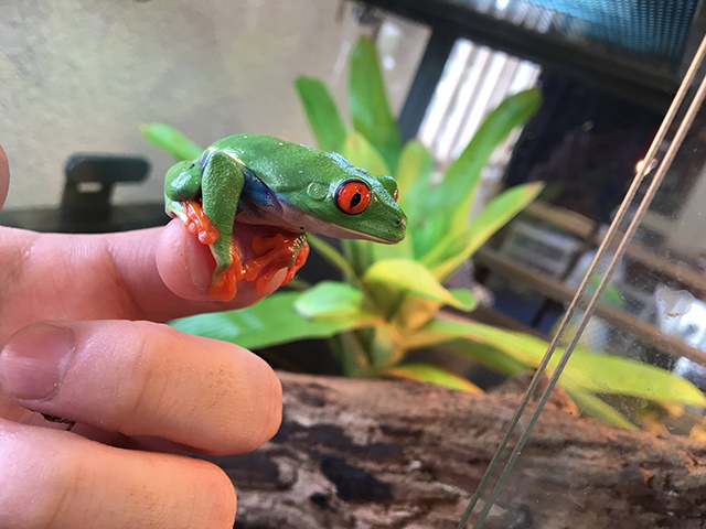 アカメアマガエル アカメアマガエル