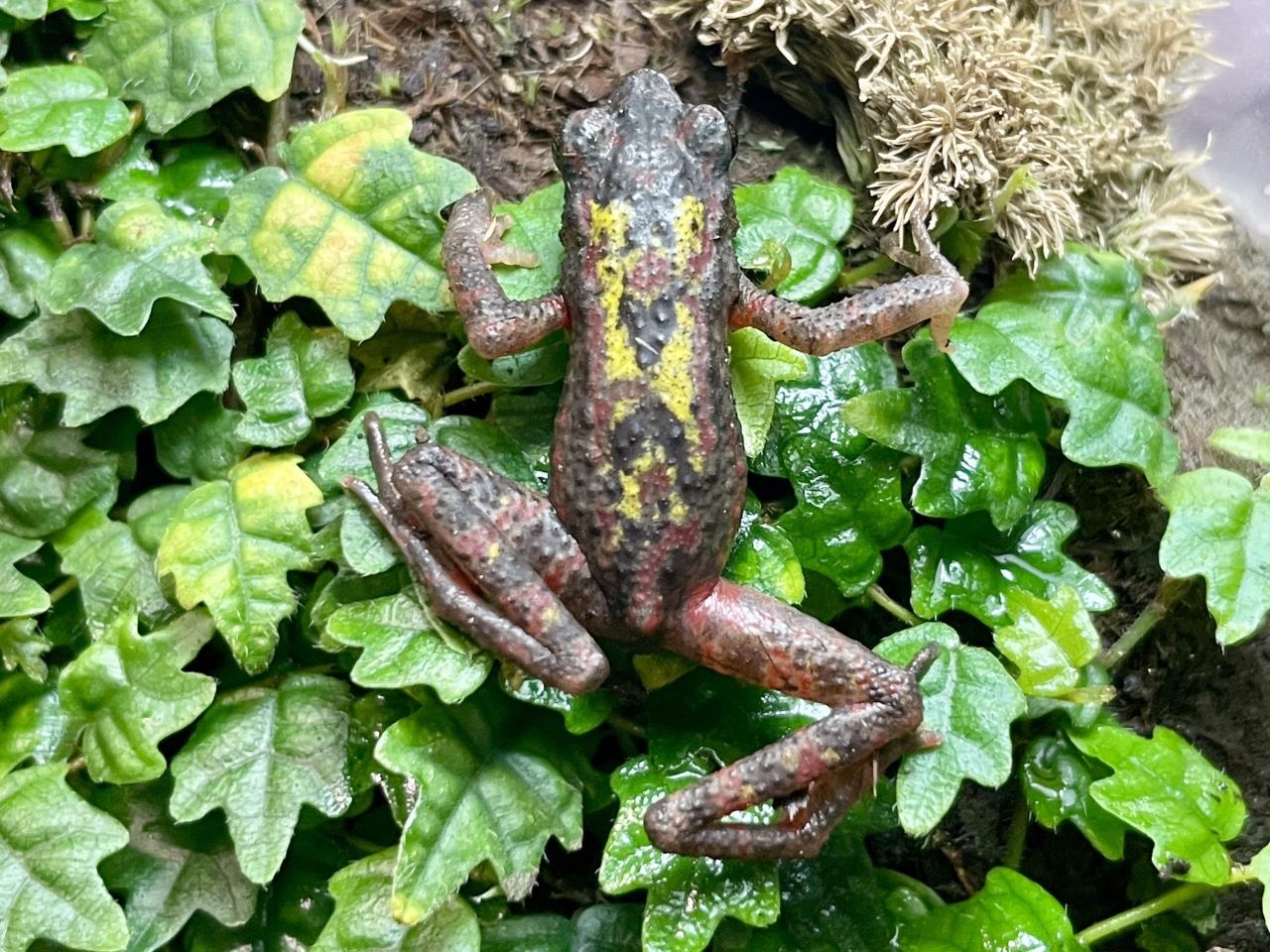 チシブキホソヒキガエル(1)