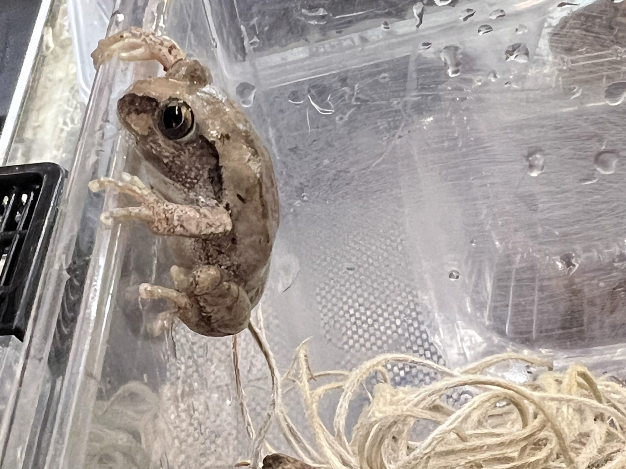 ワンガンオオクサガエル(6)