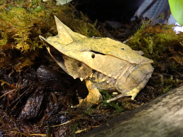 ミツヅノコノハガエル(11)