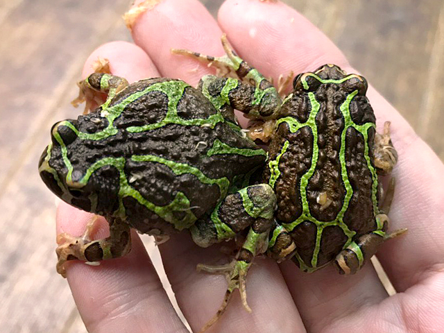 アミメスキアシヒメガエル(4)