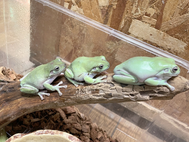 イエアメガエル