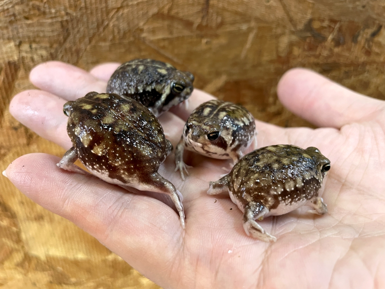 アメフクラガエル(10)