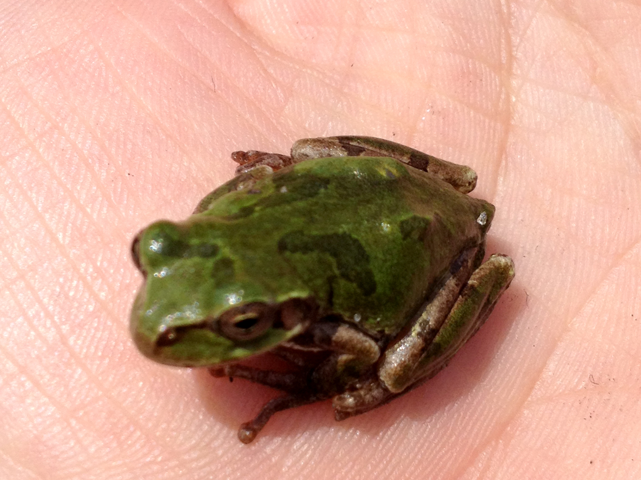 ニホンアマガエル(3)