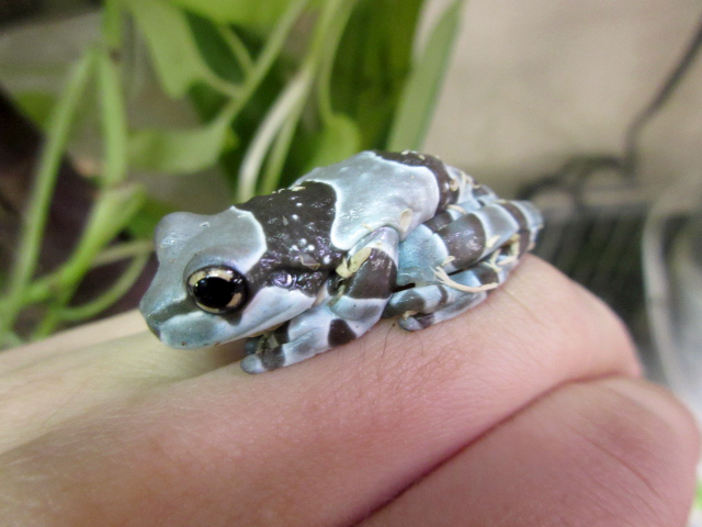 ミルキーフロッグ(7)