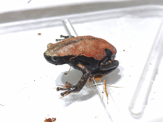 コガタナゾガエル