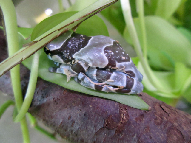 ミルキーフロッグ(10)