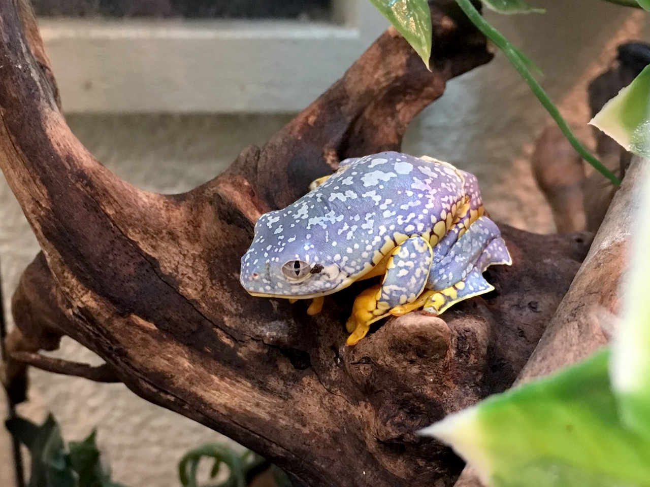 ケンランフリンジアマガエル(3)