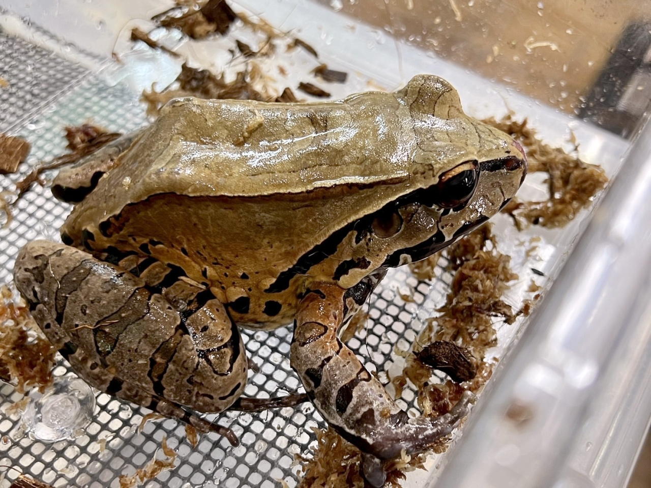 ナンベイウシガエル(1)