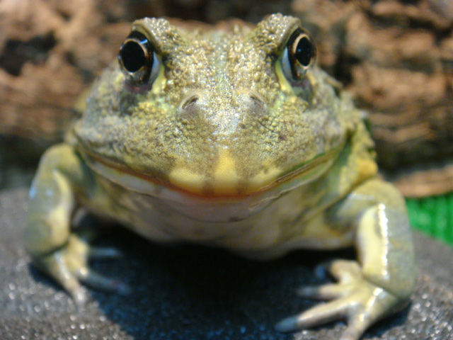 アフリカウシガエル(5)