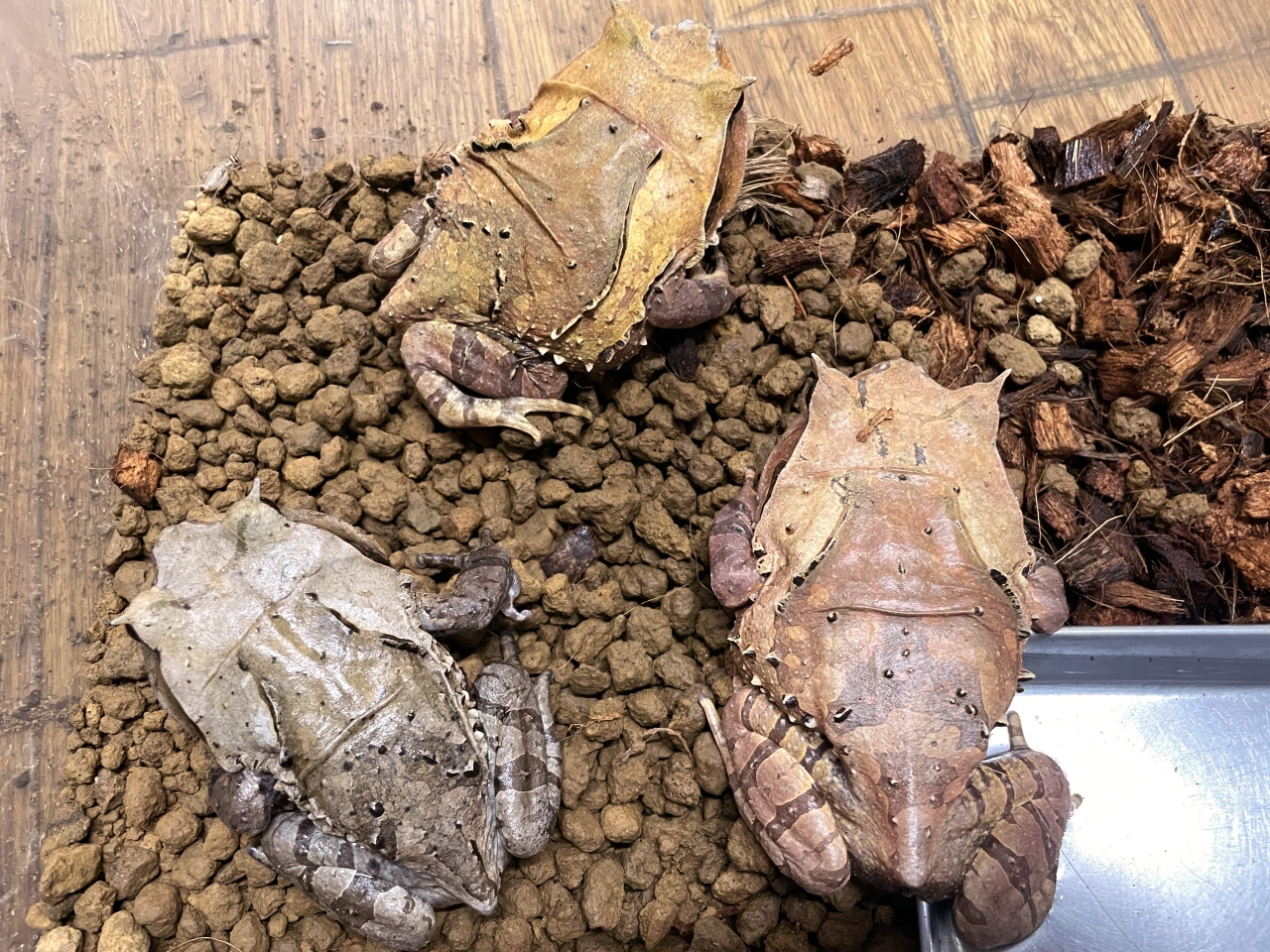 インターメディアフトコノハガエル(4)