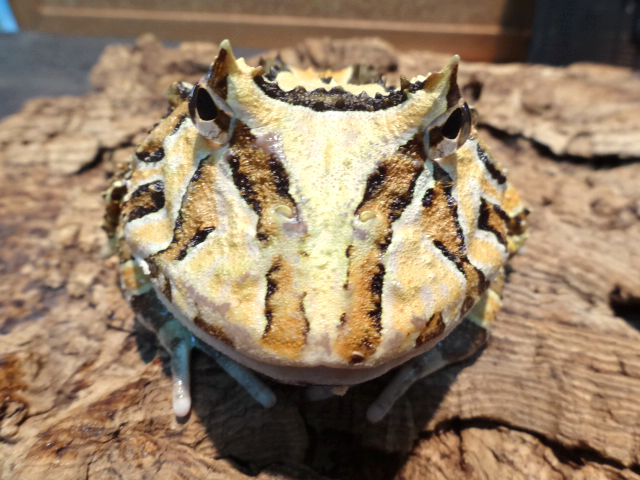 ファンタジーツノガエル(4)