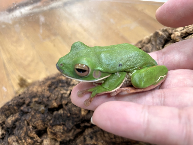 クツワアメガエル