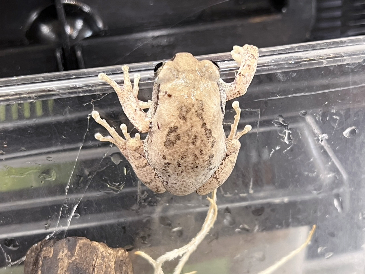 ワンガンオオクサガエル(5)