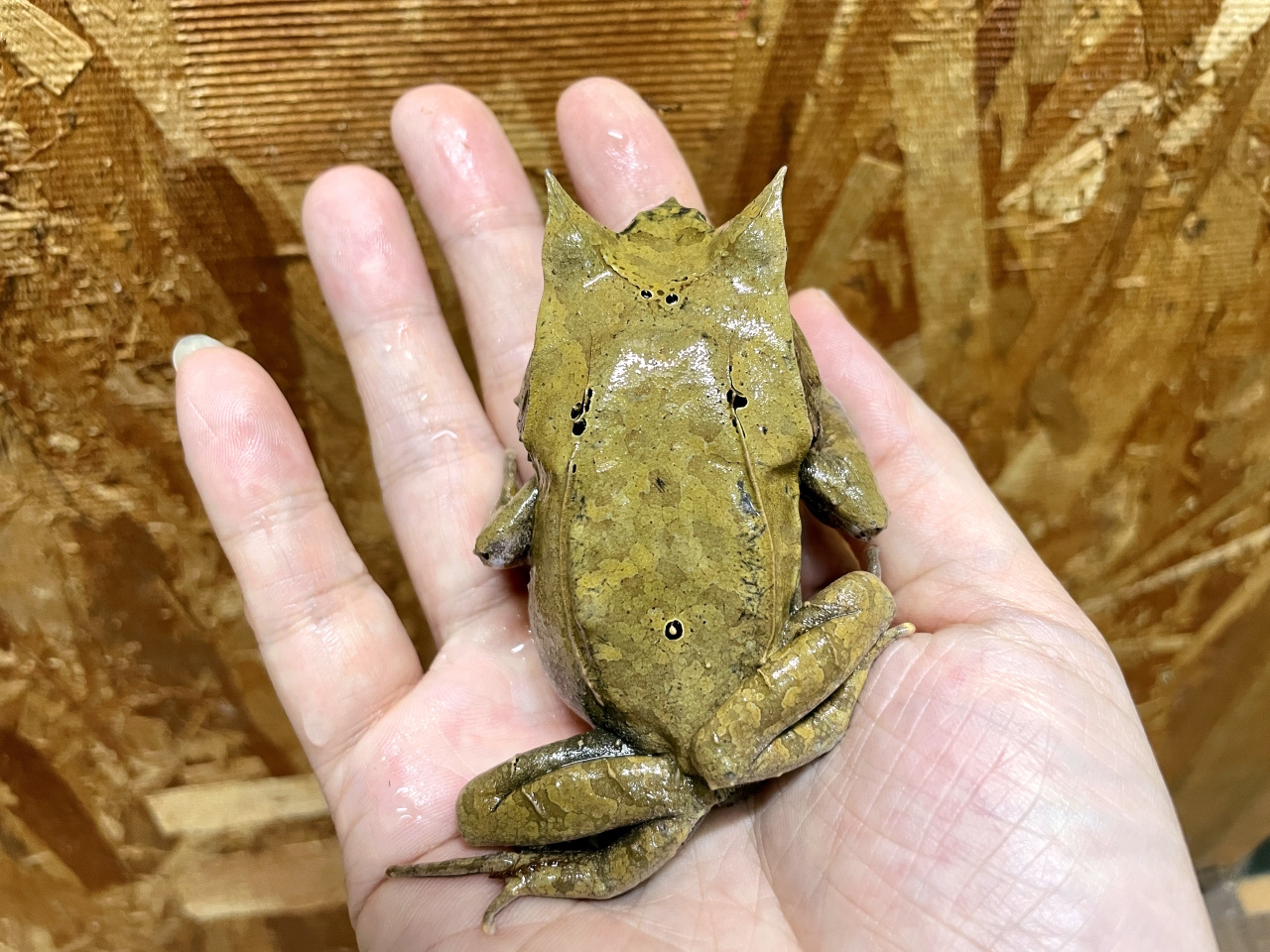 ミツヅノコノハガエル(6)