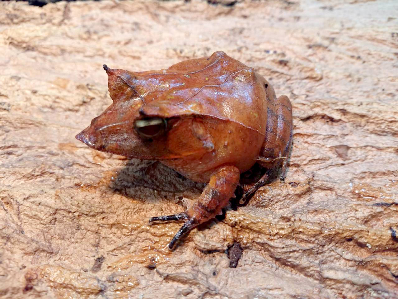 ハナトガリガエル(4)