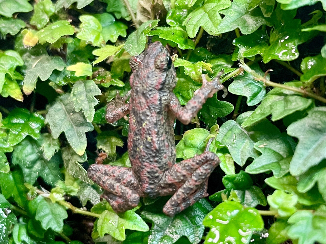 チシブキホソヒキガエル(3)