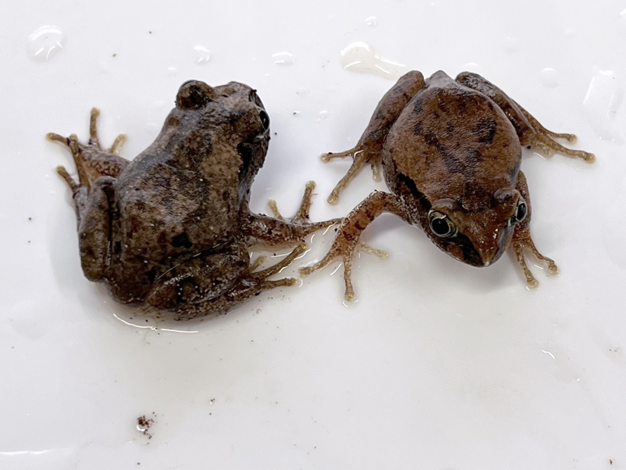 ワンガンオオクサガエル(4)