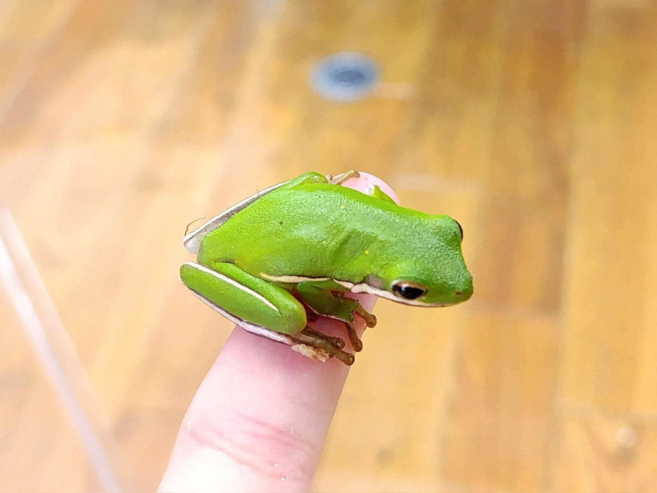 アメリカアマガエル カエル図鑑