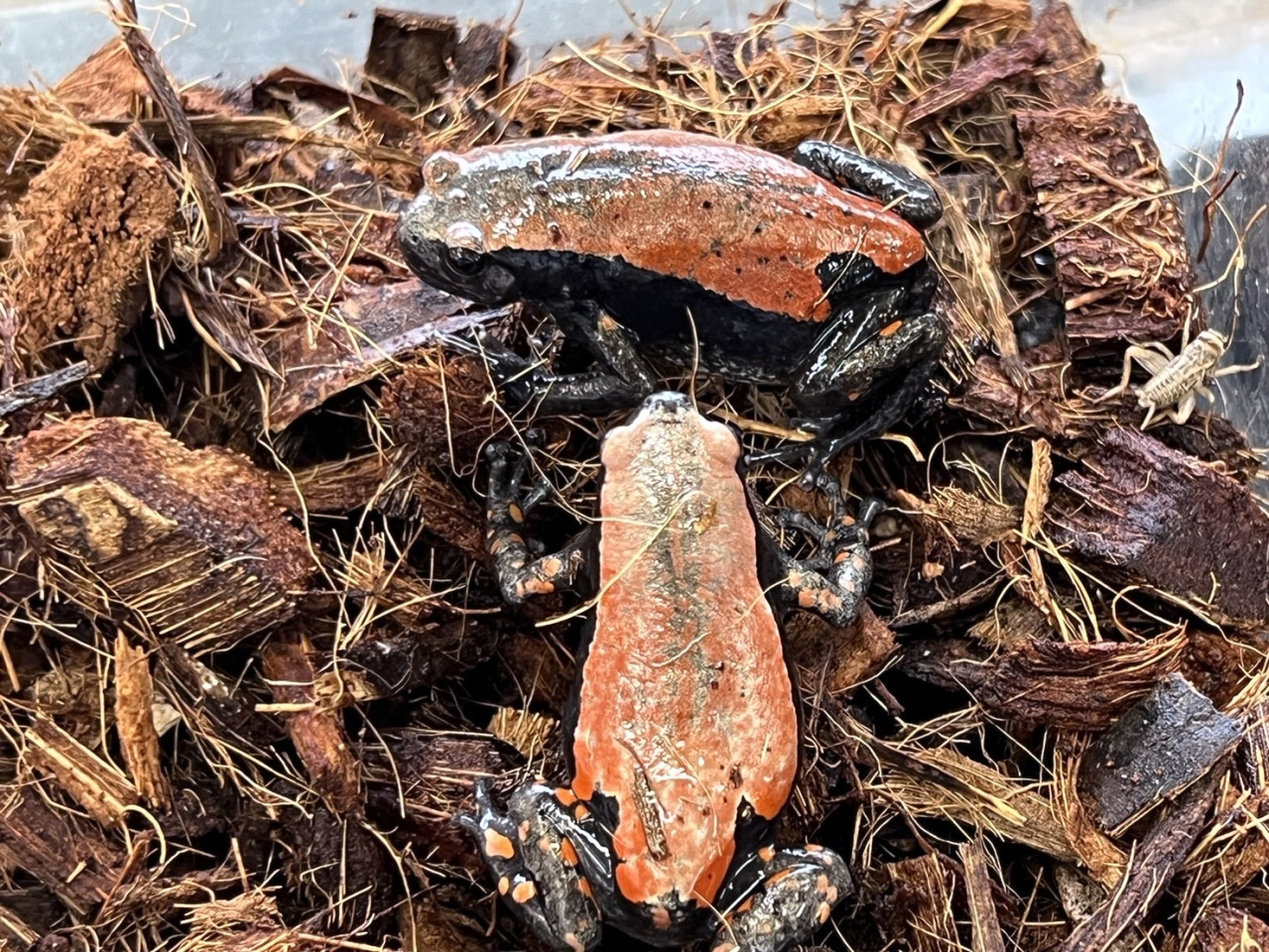 コガタナゾガエル(3)