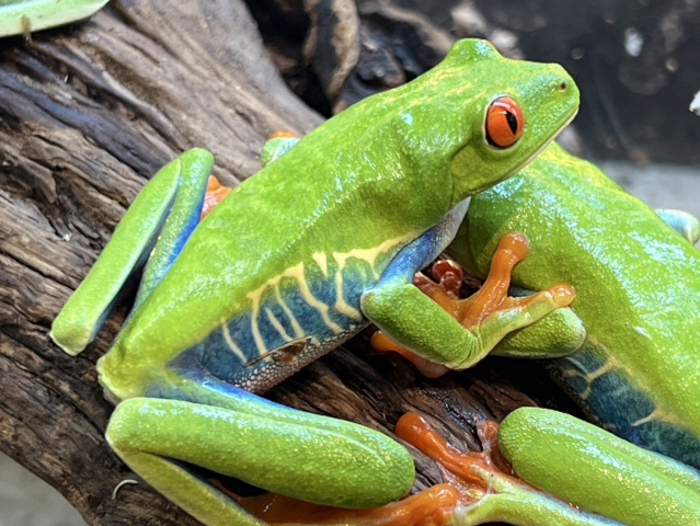 アカメアマガエル