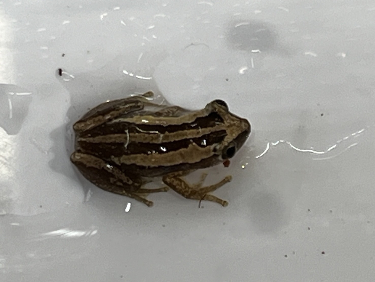 ミスジバナナガエル(4)