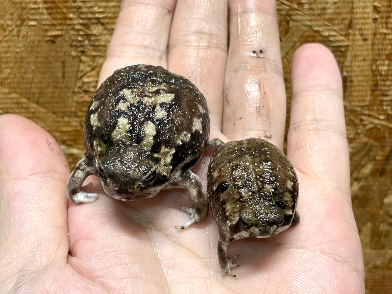 アメフクラガエル(6)