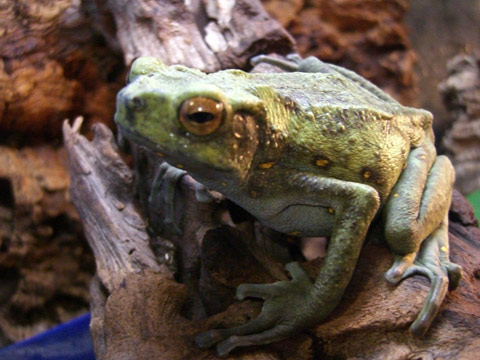 マレーキノボリガマ(1)