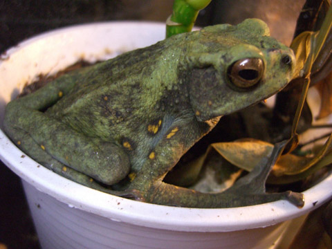 マレーキノボリガマ(4)