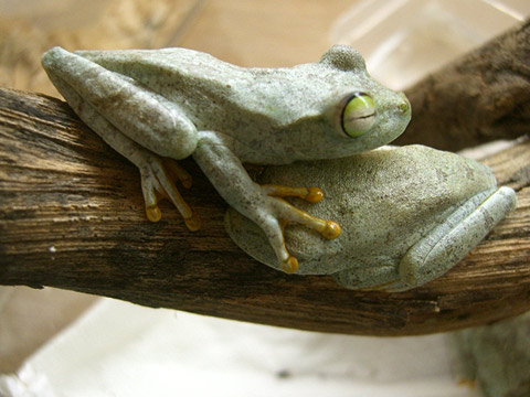 ガラガラアマガエル(1)