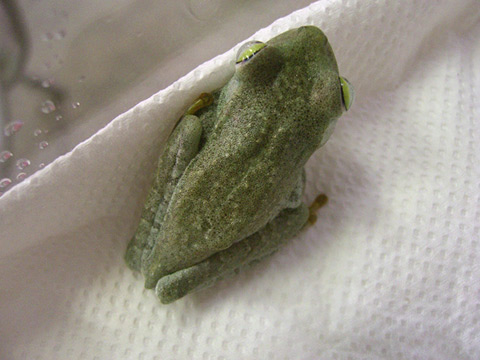 ガラガラアマガエル(2)